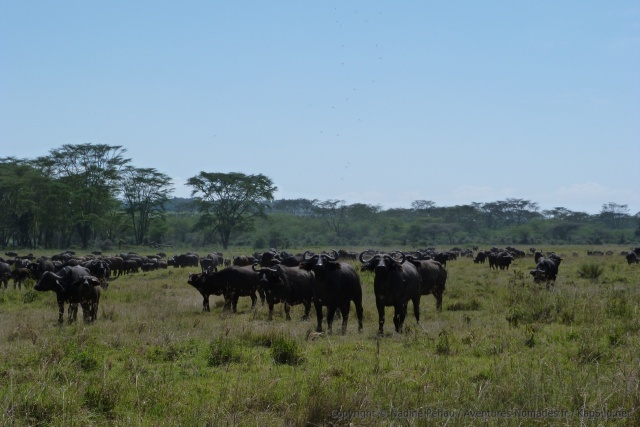 Les buffles sont des animaux plutôt méfiants et en tous cas très coriaces !