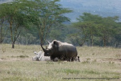Un rhinocéros avec une imposante corne, cause de tous les malheurs de son espèce hélas très menacée