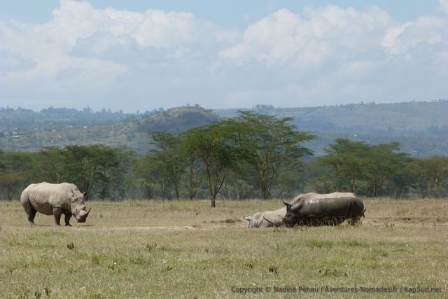 Mais à Nakuru, les rhinocéros peuvent s'adonner avec insouciance au plaisir des jeux de boue
