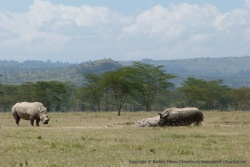 Mais à Nakuru, les rhinocéros peuvent s'adonner avec insouciance au plaisir des jeux de boue