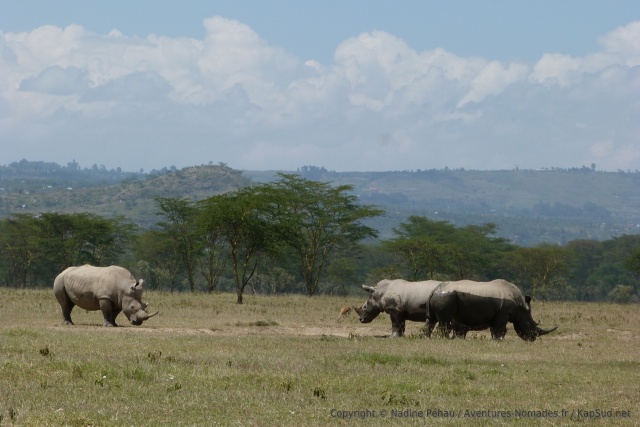 Le petit groupe de rhinocéros ne prête aucune attention au flot constant de visiteurs
