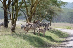 Un groupe de zébres observe les rhinocéros de loin