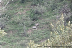 Des zèbres escaladent la montagne