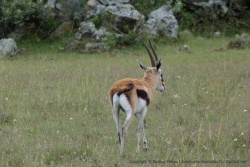 Une petite gazelle de Thomson