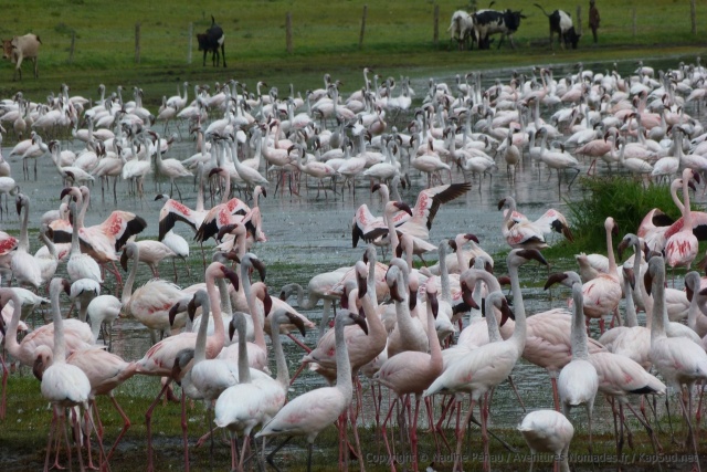 Les flamands roses du lac Naivasha