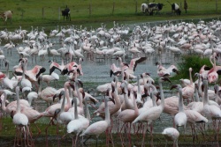 Les flamands roses du lac Naivasha