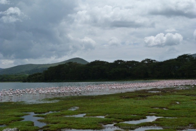 Une nuée de flamands roses en bord de lac est toujours un aussi beau spectacle