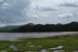 Une nuée de flamands roses en bord de lac est toujours un aussi beau spectacle