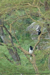 De jolis singes colobes noir et blanc