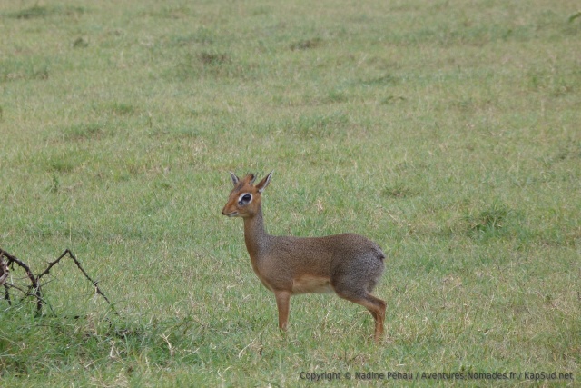Un petit dik-dik aux aguets
