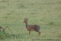 Un petit dik-dik aux aguets