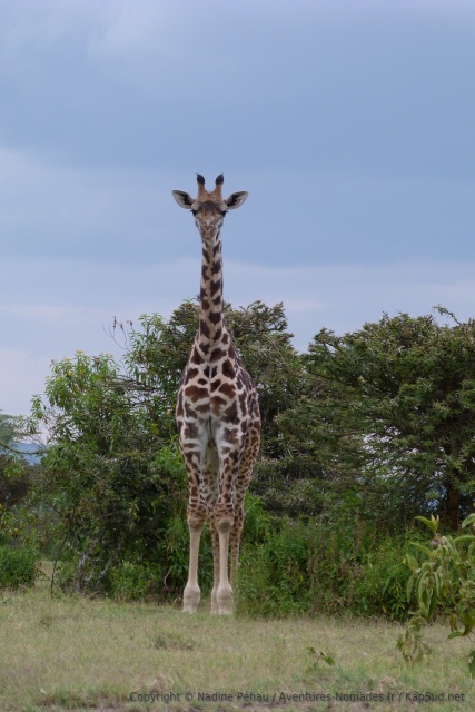 Comme souvent, la girafe très curieuse nous observe très attentivement, très pratique pour les photos !