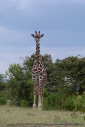 Comme souvent, la girafe très curieuse nous observe très attentivement, très pratique pour les photos !