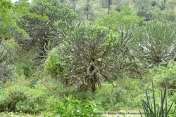 Les euphorbes se mélangent aux autres arbres pour former une forêt assez épaisse