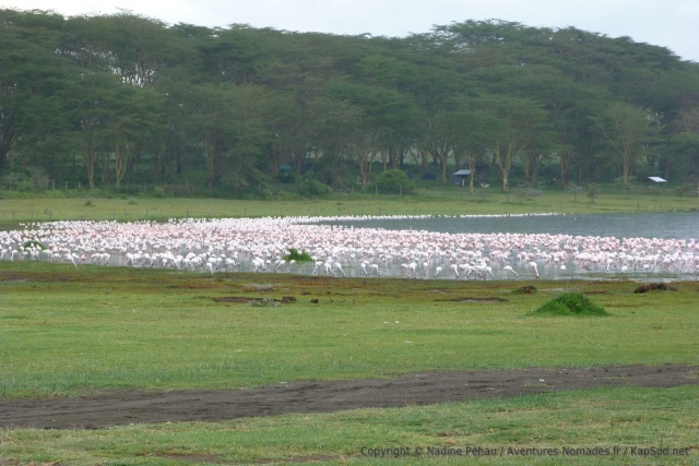 Un dernier coup d'oeil sur les flamands roses, animaux emblématiques de ces lacs de la Rift Valley