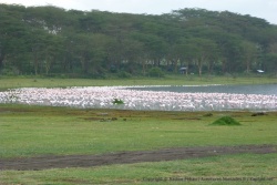 Un dernier coup d'oeil sur les flamands roses, animaux emblématiques de ces lacs de la Rift Valley