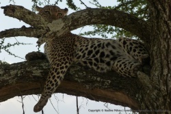 Kenya - Tanzanie 2012
