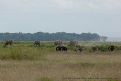 Eléphants et autruches s'en donnent à coeur joie à Amboseli