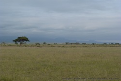Le Kilimanjaro est noyé sous les nuages