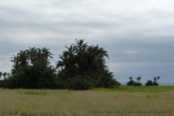 Des îlots de palmiers parsèment les étendues sauvages d'Amboseli