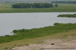Un hippopotame en retard sur sa sortie nocturne