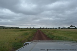 Le soleil n'est pas de la partie, mais c'est toujours un plaisir de parcourir ces plaines africaines
