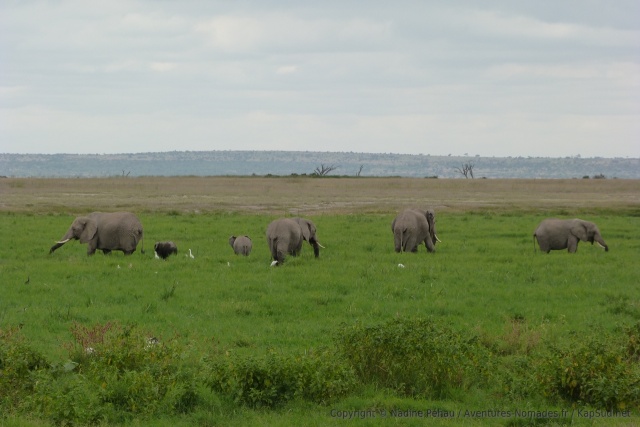 Amboseli est truffé de points d'eau et de marais qui font la joie des éléphants