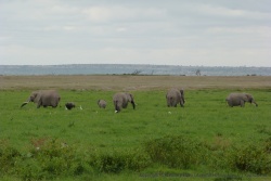 Amboseli est truffé de points d'eau et de marais qui font la joie des éléphants