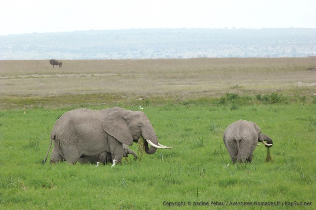 Apparemment, les éléphants sont très friands de ces herbes des marécages