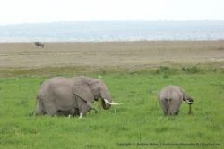 Apparemment, les éléphants sont très friands de ces herbes des marécages
