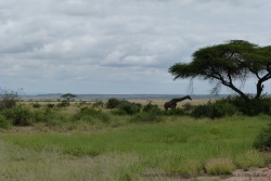 Une belle girafe sous son arbre préféré, l'acacia