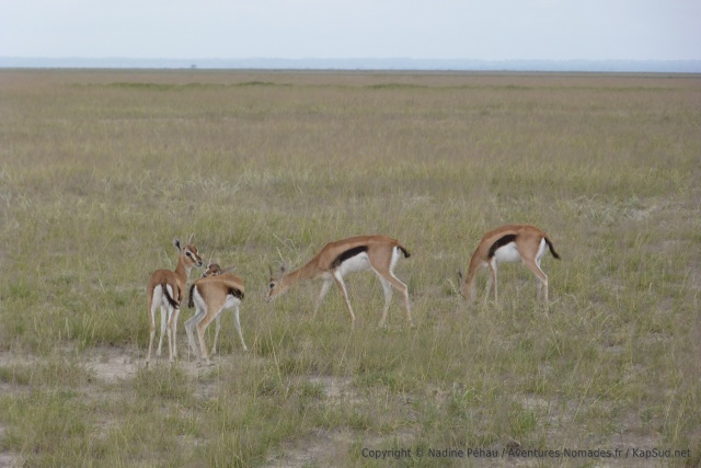 Les gazelles sont aussi très présentes à Amboseli