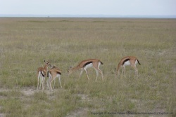 Les gazelles sont aussi très présentes à Amboseli