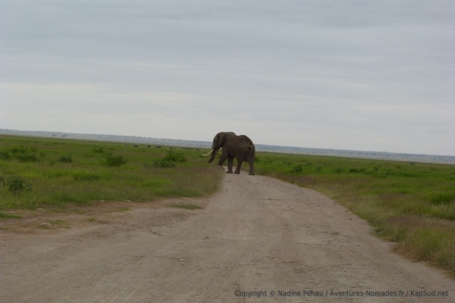 Un superbe spécimen des fameux éléphants pour lsequels Amboseli est réputé
