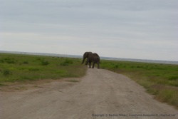 Un superbe spécimen des fameux éléphants pour lsequels Amboseli est réputé