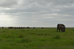 Le petit point d'eau est manifestement le lieu de rendez-vous des éléphants du coin
