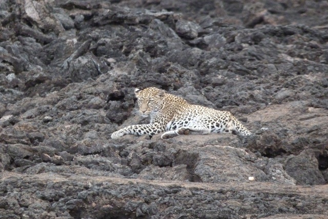 Un superbe léopard en comité d'accueil du parc de Tsavo Ouest