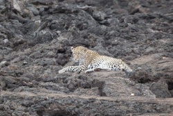 Un superbe léopard en comité d'accueil du parc de Tsavo Ouest