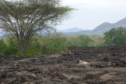 Impossible de rater un aussi beau félin sur la couluer noire unie de la coulée de lave et pourtant, on regardait de l'autre c
