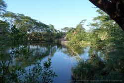 Les cristallines sources de Mzima, au coeur du Tsavo