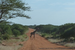 Notre première girafe du jour