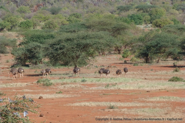 Un petit groupe d'autruches vient s'abreuver tout en picorant sur le chemin