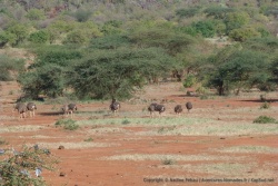 Un petit groupe d'autruches vient s'abreuver tout en picorant sur le chemin