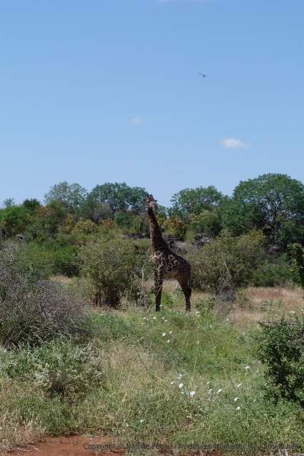 Comme souvent, les girafes ont l'air de prendre la pose pour les photos