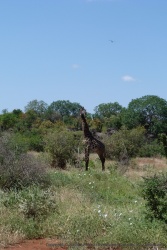 Comme souvent, les girafes ont l'air de prendre la pose pour les photos