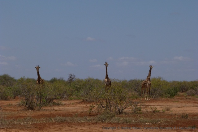 Nos amies les girafes, fidèles au poste