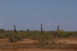 Nos amies les girafes, fidèles au poste