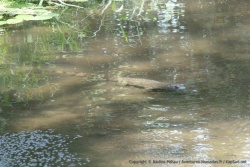 Quelques centimètres d'eau et quand même un croco à l'affût