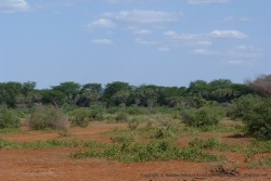Une rangée de palmiers doums puis une rangée de grands arbres cachent la rivière Tsavo