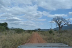 Parfois, on aperçoit de rares baobabs éparpillés dans ces immensités